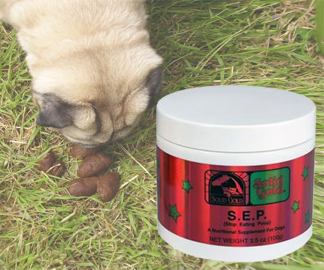 Dog eats poop remedy
